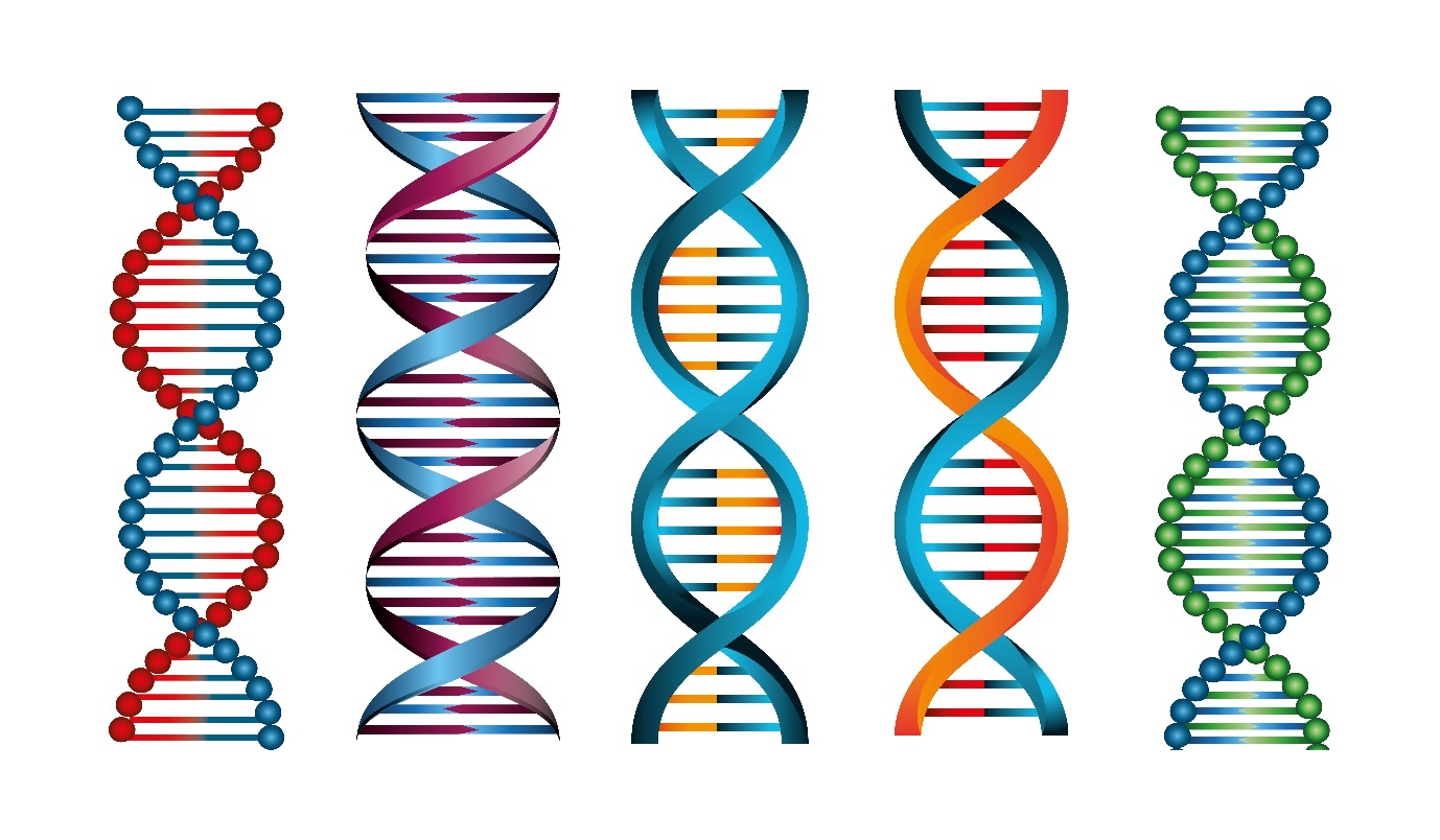DNA structure & Diagram in Hindi